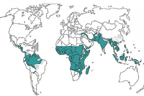 Diffusione della malaria 